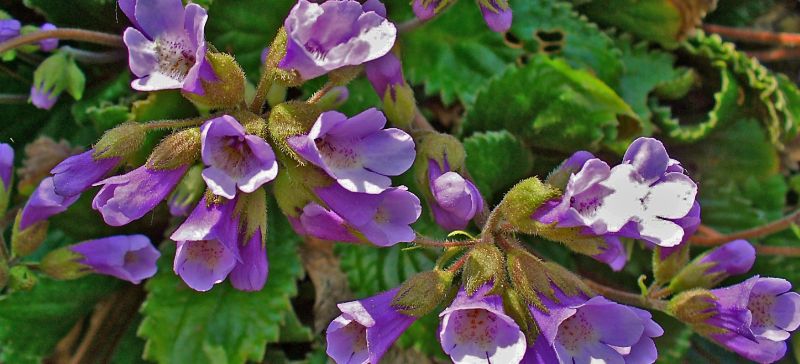Purple, trumpet-shaped flowers of Haberlea rhodopensis