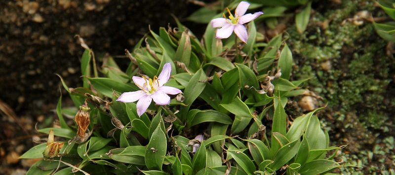 Xerophyta plant with narrow leaves and star-shaped pale flowers growing on a rocky slope